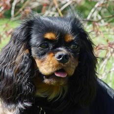 Cavalier king charles spaniel Tria