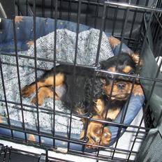 Cavalier king charles spaniel Tria