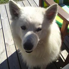 Samojedhund Oscar