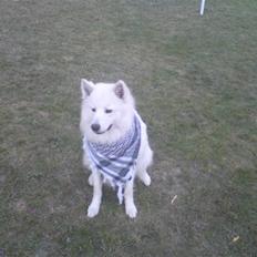 Samojedhund Oscar