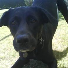 Blanding af racer Blackie