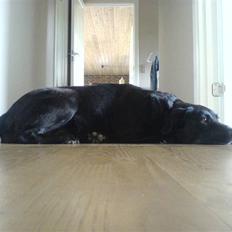 Blanding af racer Blackie