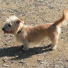 Irish Glen of Imaal Terrier Mac Nally's Ailbhe (Alva)