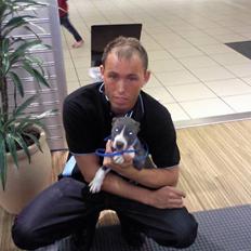 Amerikansk staffordshire terrier pablo