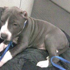 Amerikansk staffordshire terrier pablo