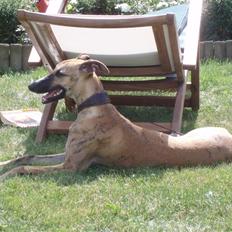 Whippet Lhaghana Olga  ( Nelly )