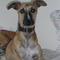 Whippet Lhaghana Olga  ( Nelly )