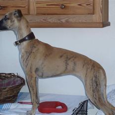 Whippet Lhaghana Olga  ( Nelly )