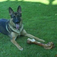 Schæferhund Simba