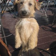 Irish Glen of Imaal Terrier Aiofe (Aifi)
