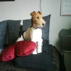 Ruhåret foxterrier Terrie