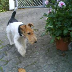 Ruhåret foxterrier Terrie