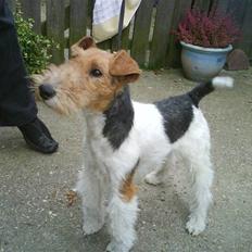 Ruhåret foxterrier Terrie