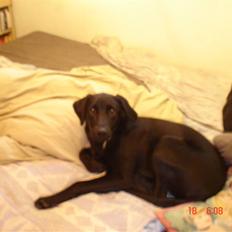 Blanding af racer Rollo R.I.P 19-02-09