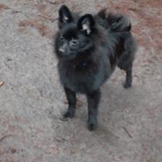 Pomeranian Mikkel