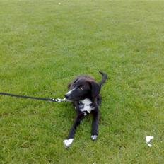 Blanding af racer Pappi