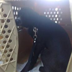 Blanding af racer Pappi