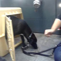 Blanding af racer Pappi