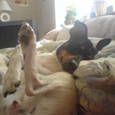 Dansk svensk gaardhund tøsen