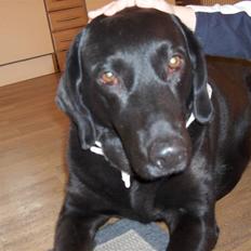 Labrador retriever Berta<´3(Aflivet)R.I.P:'(