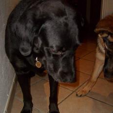 Labrador retriever Berta<´3(Aflivet)R.I.P:'(