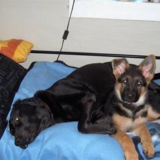 Labrador retriever Berta<´3(Aflivet)R.I.P:'(