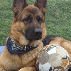 Schæferhund Falkøens Ø-Bjørk