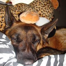 Schæferhund Falkøens Ø-Bjørk