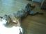 Boerboel Balder Teglborg*i himlen* - Uuh hvor han hygger sig :D...