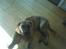 Boerboel Balder Teglborg*i himlen* - Han er bare så fin :D...