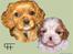 Cavalier king charles spaniel aZalia's Coco