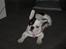 Fransk bulldog Josie R.I.P - Hvad? Hvad siger du mor?