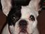 Fransk bulldog Josie R.I.P