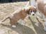 Blanding af racer Bella