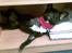 Fransk bulldog Toby 3-benet R.I.P