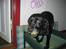 Labrador retriever Chili *formel 1* - Chili i sin kasse med sin bold hihi <3