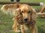 Cocker spaniel Hr. Vimse - R.I.P - Heeh´