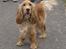Cocker spaniel Hr. Vimse - R.I.P - Første gang vi så ham :P Vi var lige ude og gå tur med ham .. Taget på mobil, så dårlig kvalitet :/