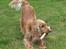 Cocker spaniel Hr. Vimse - R.I.P