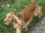 Cocker spaniel Hr. Vimse - R.I.P - Prutte-Vudde løber :D