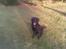 Flat coated retriever paco
