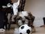 Shih tzu Diego