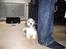 Shih tzu Diego - Efter bad