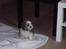 Shih tzu Diego