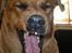 Blanding af racer Schila R.I.P 2010