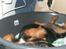 Rottweiler Freja  .. R.I.P<3<3<3<3 - elsker min kurv . :D