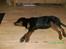 Rottweiler Freja  .. R.I.P<3<3<3<3