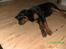 Rottweiler Freja  .. R.I.P<3<3<3<3