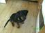 Rottweiler Freja  .. R.I.P<3<3<3<3