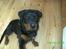 Rottweiler Freja  .. R.I.P<3<3<3<3